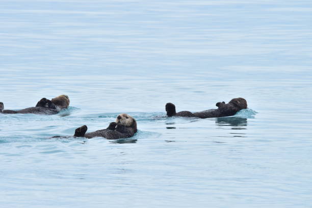 istock Rack of Sea Otters 1204478825