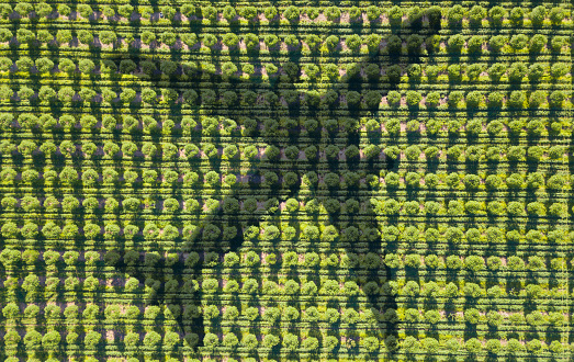Airplane casting shadow on fruit trees in perfect rows seen from above