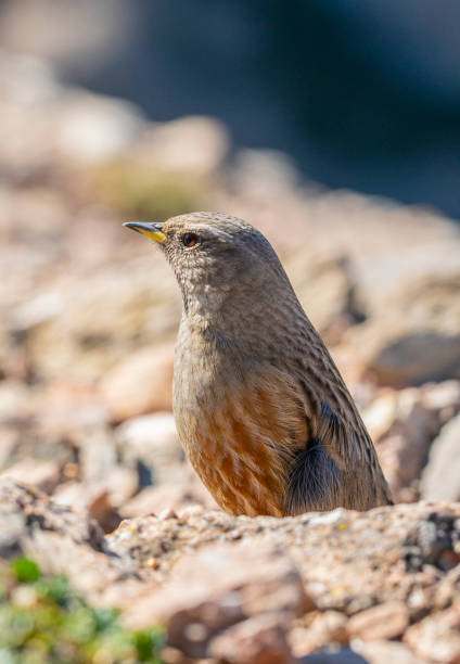 Alpine accentor in close range, mountain bird, from Montserrat mountain top in winter. Lateral view.