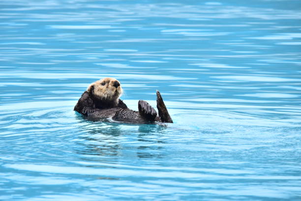 istock Sea Otter Lounges 1204479893