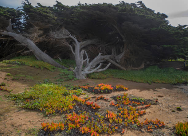 costa del océano pacífico de california - big sur cypress tree california beach fotografías e imágenes de stock