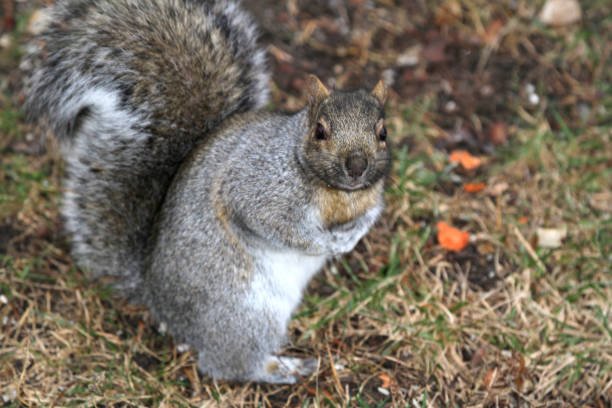 istock Closeup of brown squirrel on the ground 1204481784