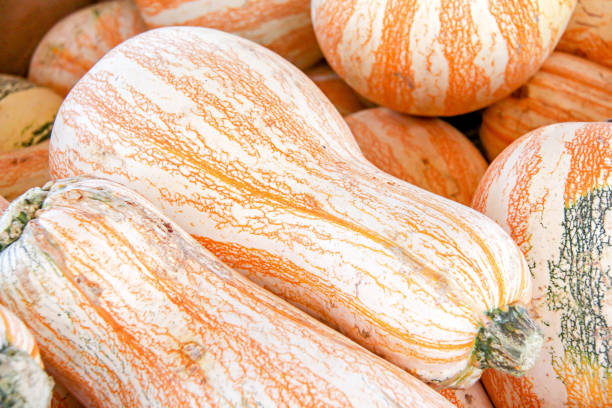 orange and white striped cushaw pumpkins - cushaw imagens e fotografias de stock