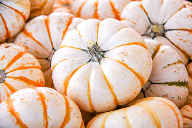 istock Orange and white tiger stripe pumpkin 1204483694