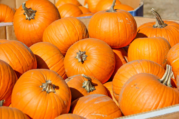 Small round orange pumpkins stock photo