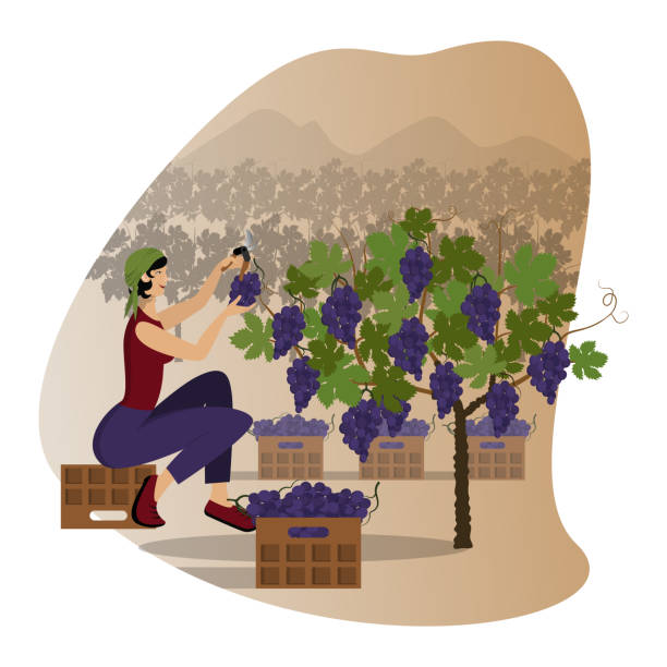 Beautiful young woman in a kerchief is harvesting black  grape using the pruning shear sitting on a box against the backdrop of vineyards and mountains Beautiful young woman in a kerchief is harvesting black  grape using the pruning shear sitting on a box against the backdrop of vineyards and mountains. Stage of the wine production. Flat cartoon vector illustration. grape pruning stock illustrations