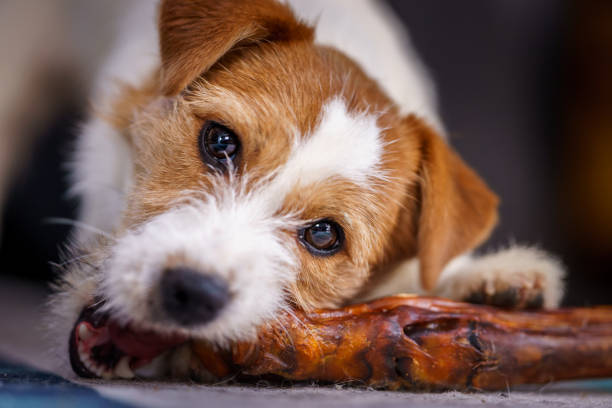 istock The puppy eats a bone on the carpet. Dog Jack Russell Terrier. 1204485755
