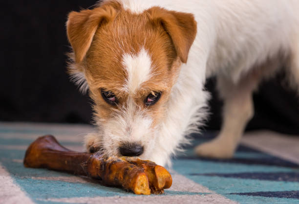 istock The puppy eats a bone on the carpet. Dog Jack Russell Terrier. 1204485759