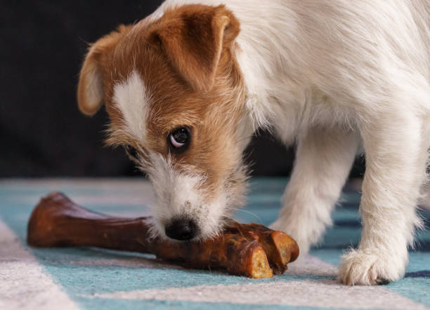 istock The puppy eats a bone on the carpet. Dog Jack Russell Terrier. 1204485839