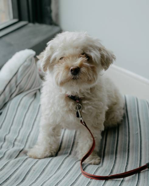 istock Portrait of a small white dog 1204487916