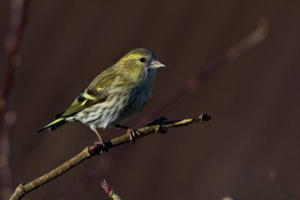 istock Greenish in close-up,Sweden 1204487987