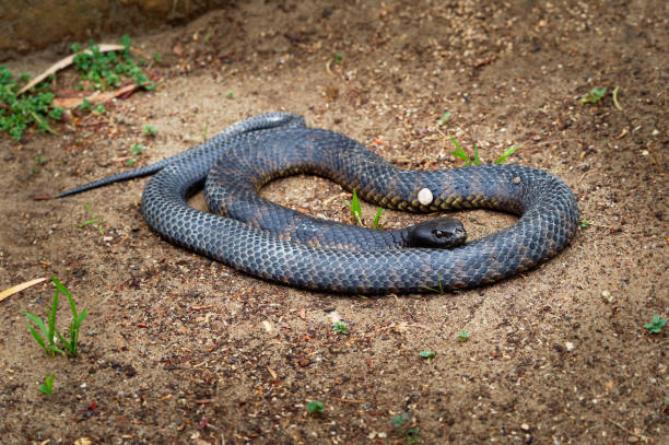 istock Eastern brown snake - Pseudonaja textilis also the common brown snake, is a highly venomous snake of the family Elapidae, native to eastern and central Australia and southern New Guinea. 1204489042