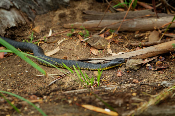 istock Eastern brown snake - Pseudonaja textilis also the common brown snake, is a highly venomous snake of the family Elapidae, native to eastern and central Australia and southern New Guinea. 1204489065