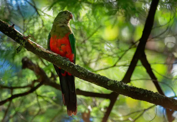 Australian King Parrot - Alisterus scapularis  green and red bird endemic to eastern Australia, in humid and heavily forested upland regions, including eucalyptus wooded areas.