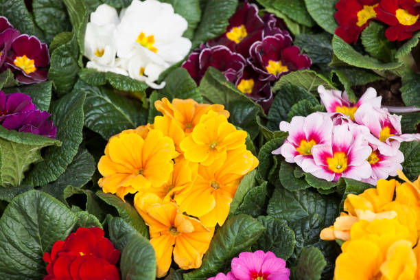 istock beautiful colorful flowers 1204489659