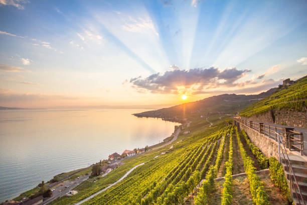 vinhedos na região de lavaux, suíça - lake geneva - fotografias e filmes do acervo