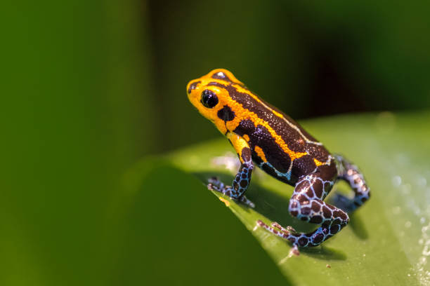 istock Mimic Poison Frog or poison arrow frog 1204490990