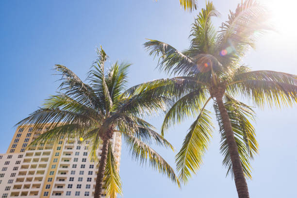 sunshine and palm trees by hotel w mieście downtown fort lauderdale na florydzie - las olas quarter zdjęcia i obrazy z banku zdjęć
