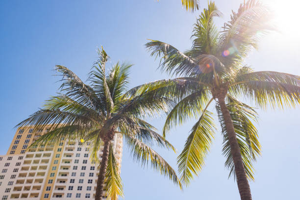 sunshine and palm trees por hotel no centro de fort lauderdale florida - fort lauderdale florida broward county cityscape - fotografias e filmes do acervo