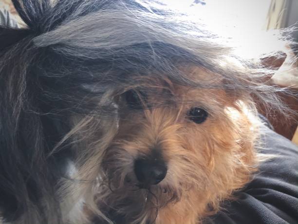 istock Dog Covered in Fluffy Tail Fur 1204492726