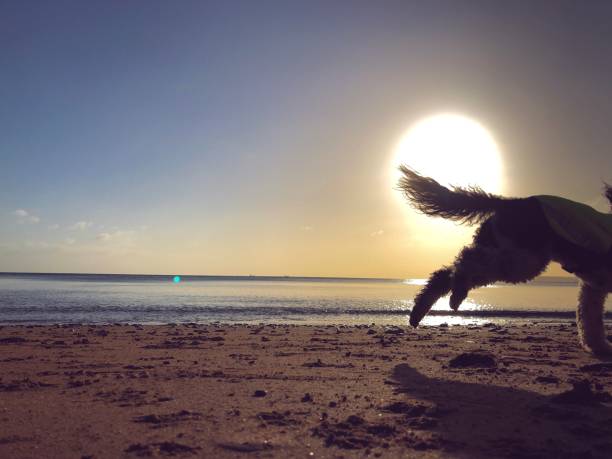 istock Silhouette of Dog on Beach 1204492749
