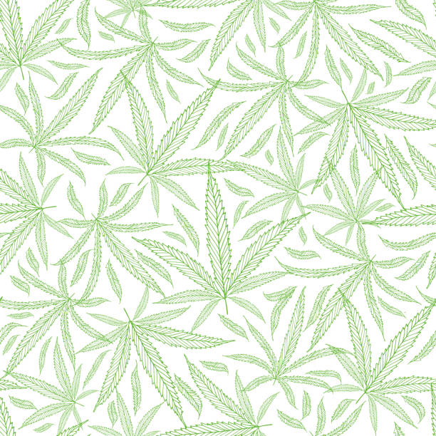 illustrations, cliparts, dessins animés et icônes de le cannabis vert de contour laisse le fond textural. modèle de vecteur sans couture sur fond blanc. conception de répétition d’art de ligne dessinée à la main. parfait pour le bien-être, la santé, les produits médicaux, l’emballage, l’impress - weed