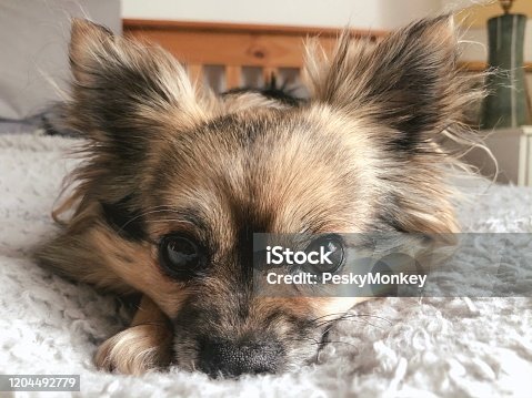 1,548 Long Haired Chihuahua Stock Photos, Pictures & Royalty-Free Images -  iStock | Short haired chihuahua, Schnauzer, Pug