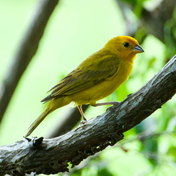 istock Atlantic Canary. A small Brazilian wild bird. 1204494491