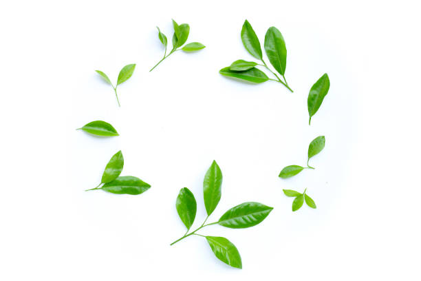 istock Citrus leaves circle on a white background. 1204494665