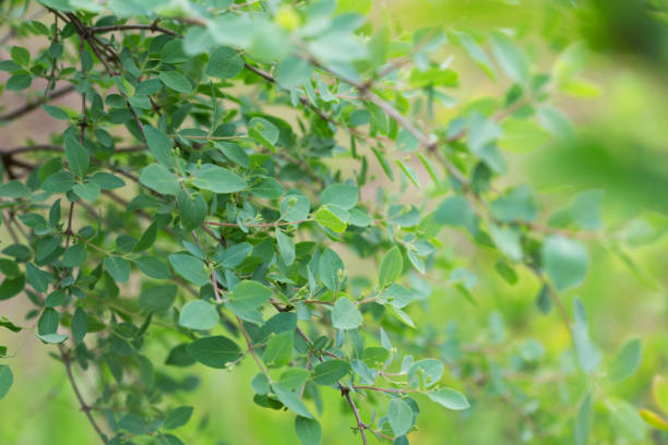 istock green leaves in spring, suitable for floral background 1204498056
