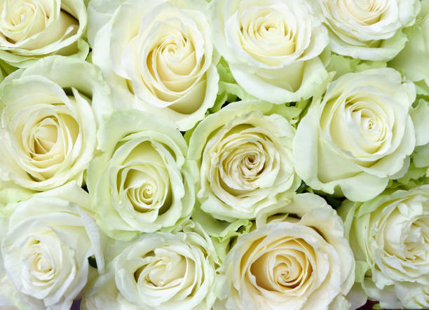 istock Background of delicate white roses for the wedding 1204498986