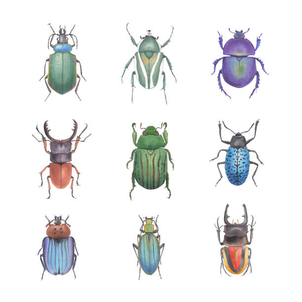 istock Set of watercolor carabus, trypocopris illustration on white background. 1204500071