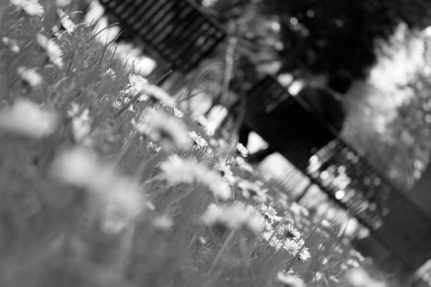 istock Waiting in the Park B&W 1204500523