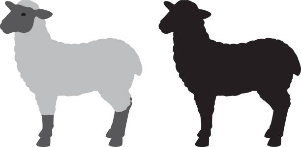 schafe silhouette - lamb stock-grafiken, -clipart, -cartoons und -symbole