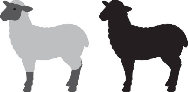 Sheep Silhouette Vector silhouettes of a two sheep. sheep stock illustrations