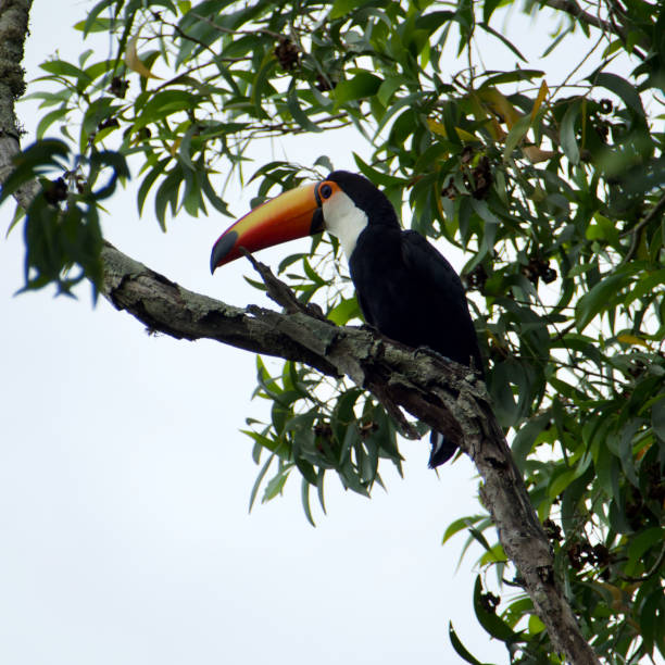 istock Toucan in the Brazilian forest. 1204503653