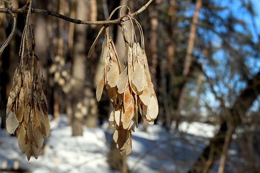 Dried maple seeds hang on a tree branch in winter.