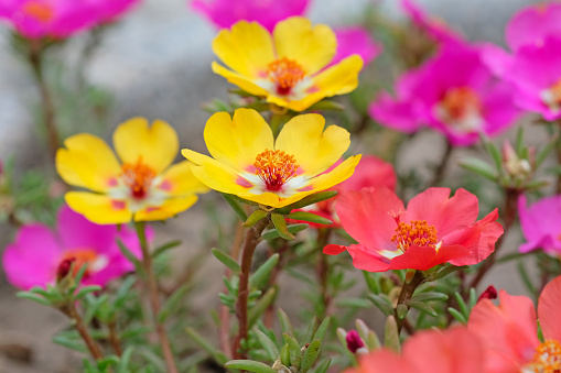 Purslane flowers, close up. Portulaca decorative yellow, red and pink in the garden. Ground Cover plant in flower beds, gardens and alpine slides.