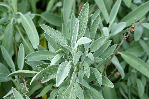 Sage leaves of gray-green color, close-up. Growing sage in a summer cottage. Medicinal plants.