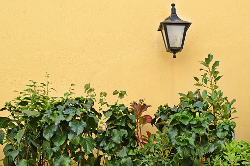 Black lantern on the yellow wall and houseplants. Gardening concept