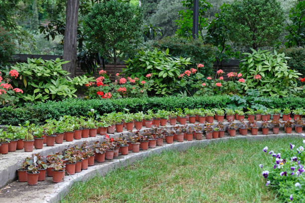 istock Many plastic brown pots with plants in the garden. 1204507215