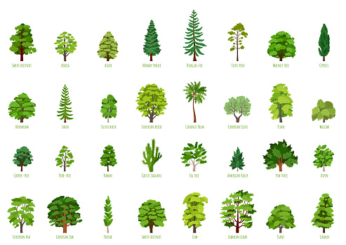 The collection of trees isolated on white background. Big Vector cartoon set with sapling for forest landscape. Environment elements in flat style