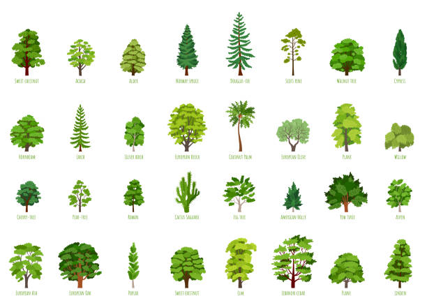 Big Vector cartoon set with trees isolated The collection of trees isolated on white background. Big Vector cartoon set with sapling for forest landscape. Environment elements in flat style oak tree stock illustrations
