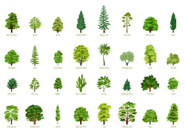 Vector illustration of Big Vector cartoon set with trees isolated