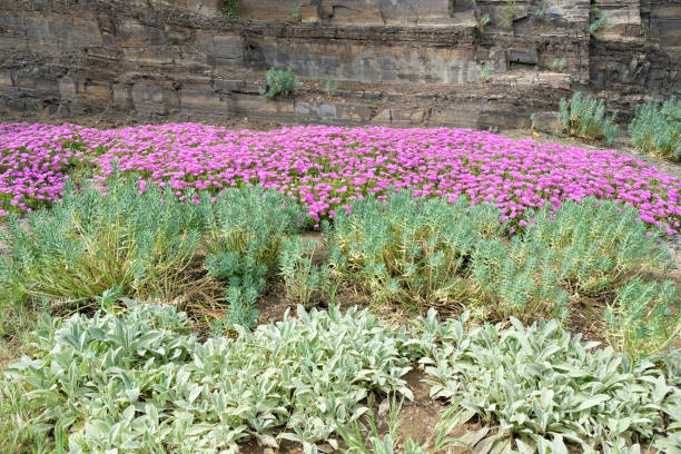 Flowerbed with flowers and various plants. delosperma flowers and sage bushes in a botanical garden. Closeup of a succulent purple ice plant delosperma cooperi.