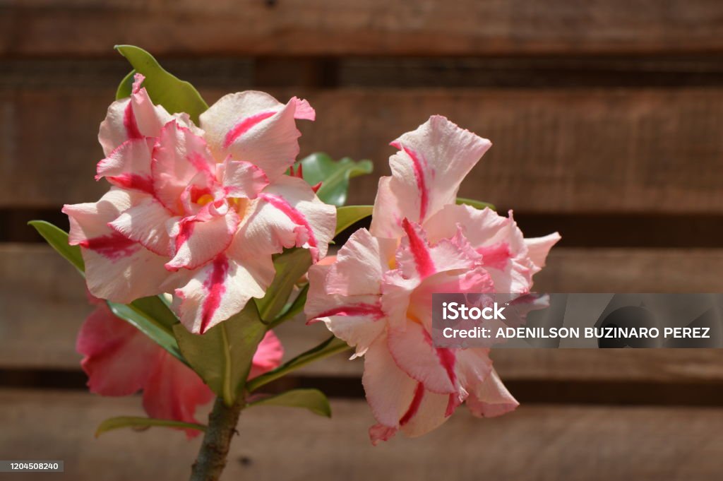 Sa Mạc Hoa Hồng Adenium Obesum Sọc Đỏ Nhạt Hồng Hình ảnh Sẵn có - Tải xuống  Hình ảnh Ngay bây giờ - Bon sai - Cây, Brazil, Cánh hoa - iStock