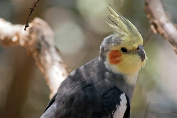 istock this is a side view of a cockatiel 1204508760