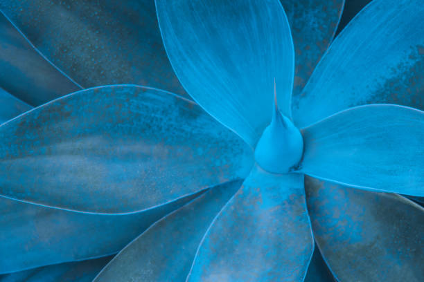 istock closeup agave cactus, abstract natural pattern background and textures, dark blue toned 1204509503
