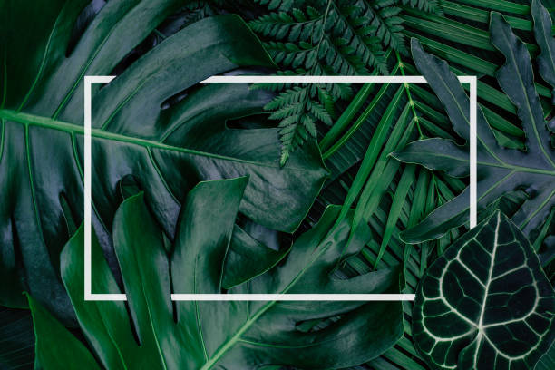 istock Square frame, Creative layout made of tropical flowers and leaves with paper card note. Flat lay. Blank for advertising card or invitation. Flat lay. Nature concept. 1204509518