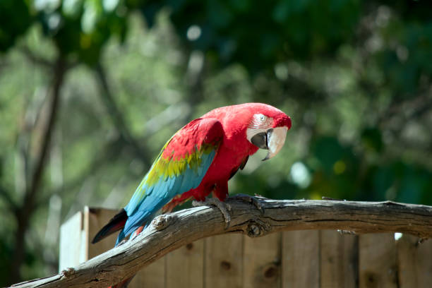 istock this is a side view of a  red and green macaw 1204509808